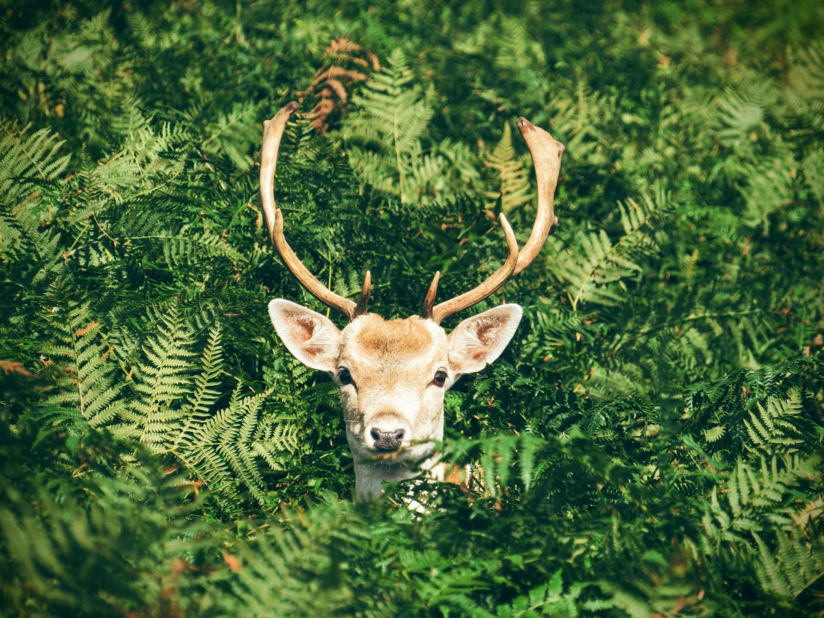 Effective Strategies to Deter Deer in Your&nbsp;Garden