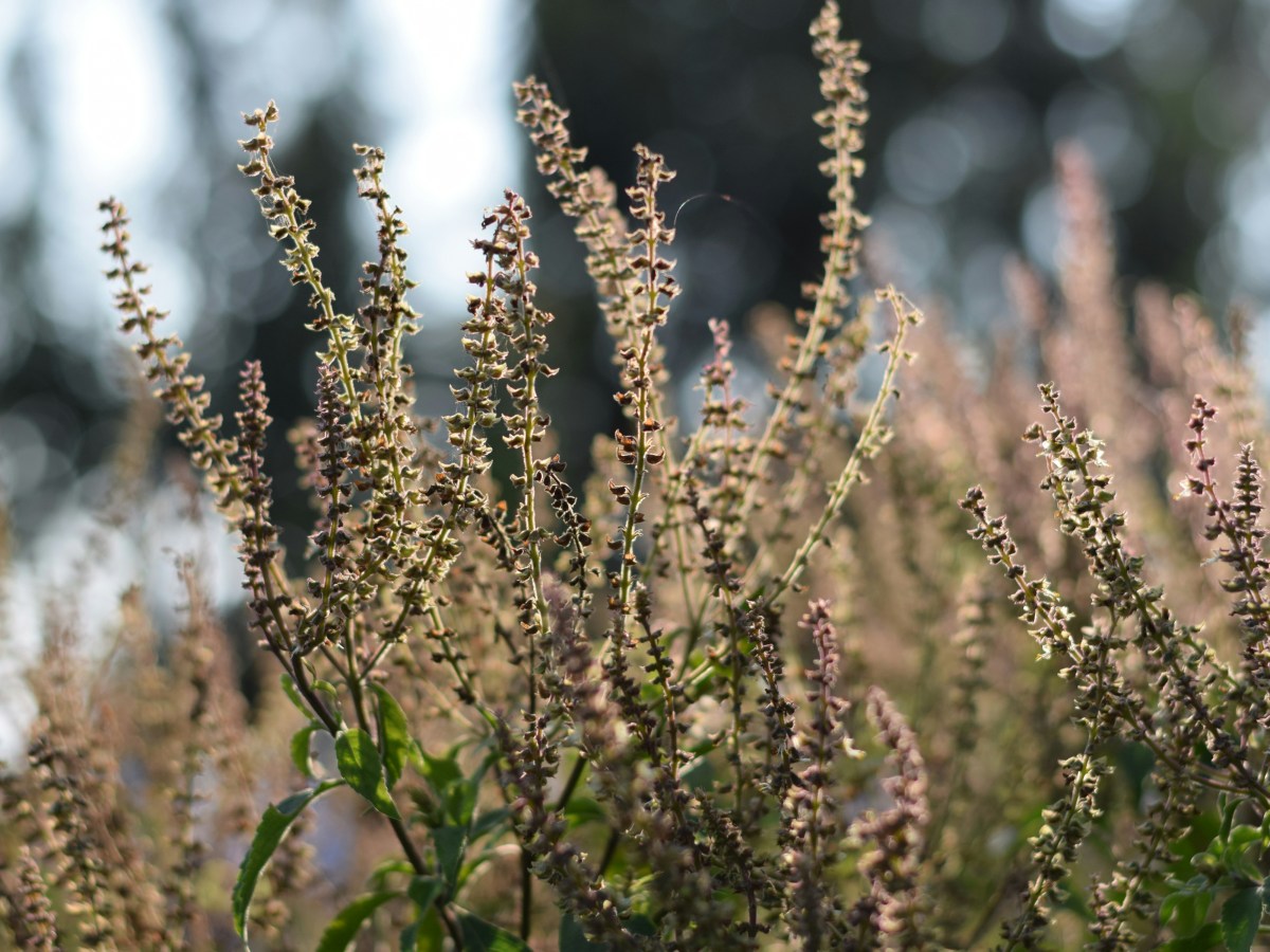 Seed Saving for Beginners: Grow It, Love It, Save&nbsp;It!